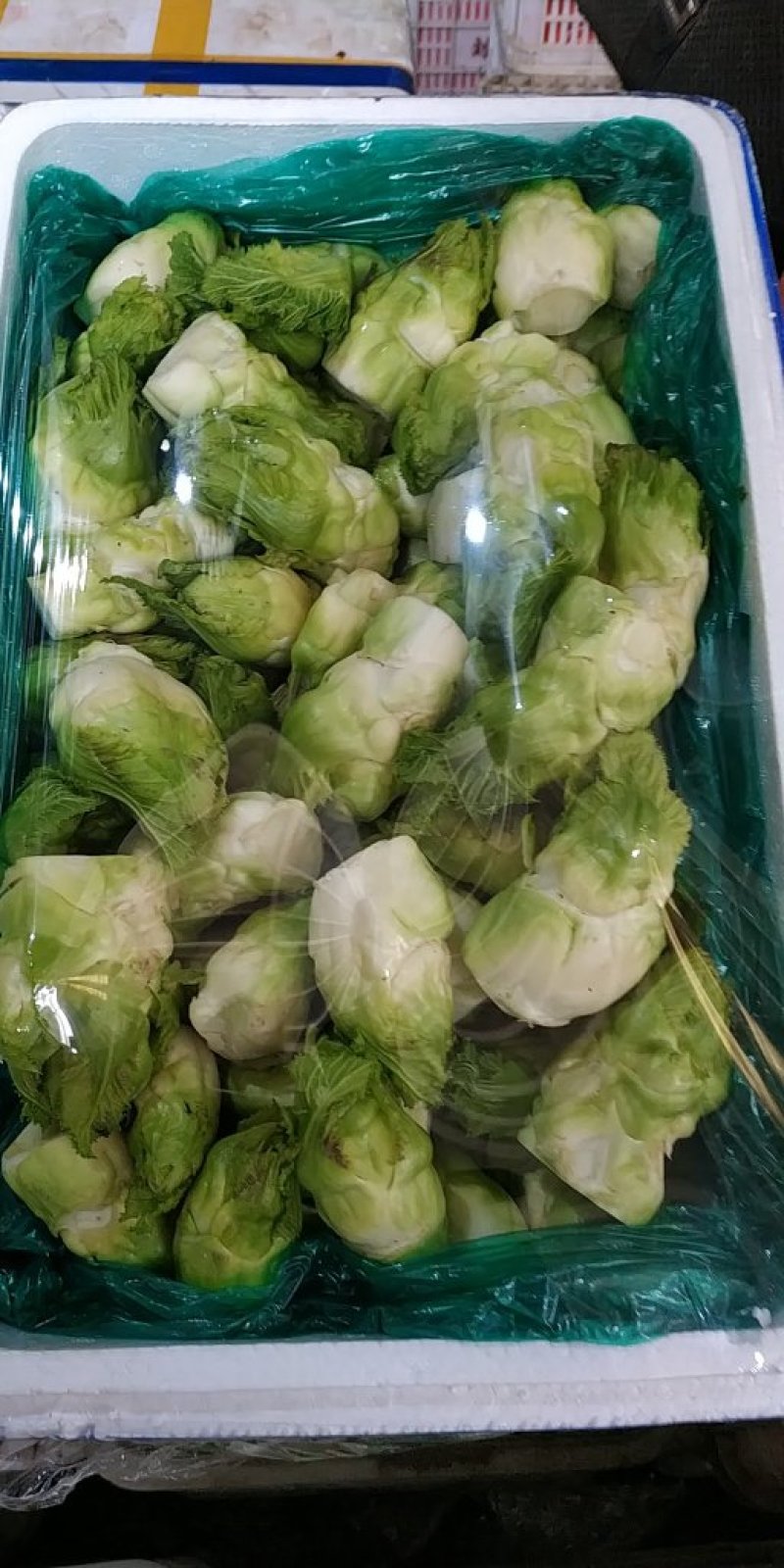 儿菜精品儿菜