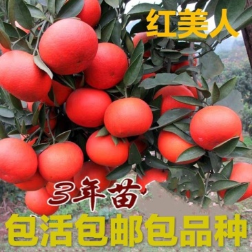 红美人柑橘苗，甜度高，水分足，免费后期指导