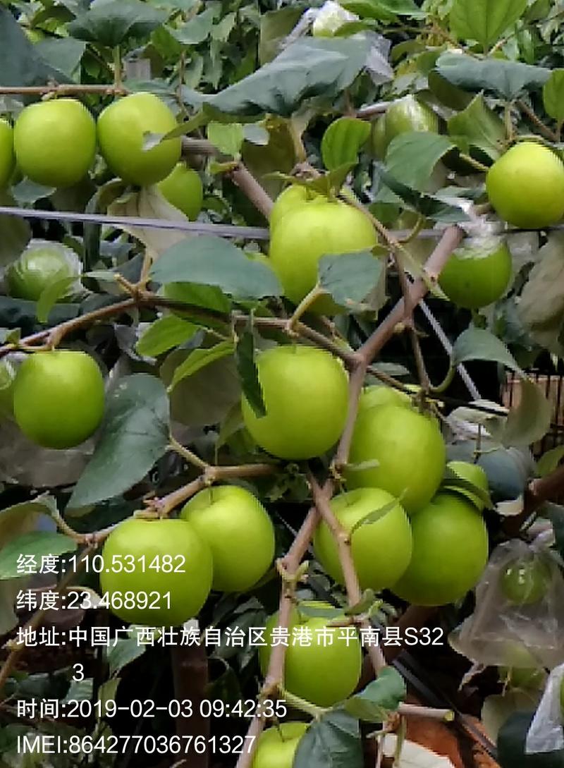 台湾大青枣，苹果枣苗供应，奶油枣现挖现发，假一赔十品质