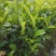 蜜兰香（白叶）鸭屎香单枞茶树苗