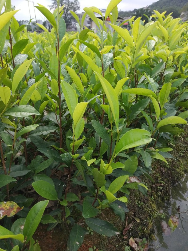 蜜兰香（白叶）鸭屎香单枞茶树苗