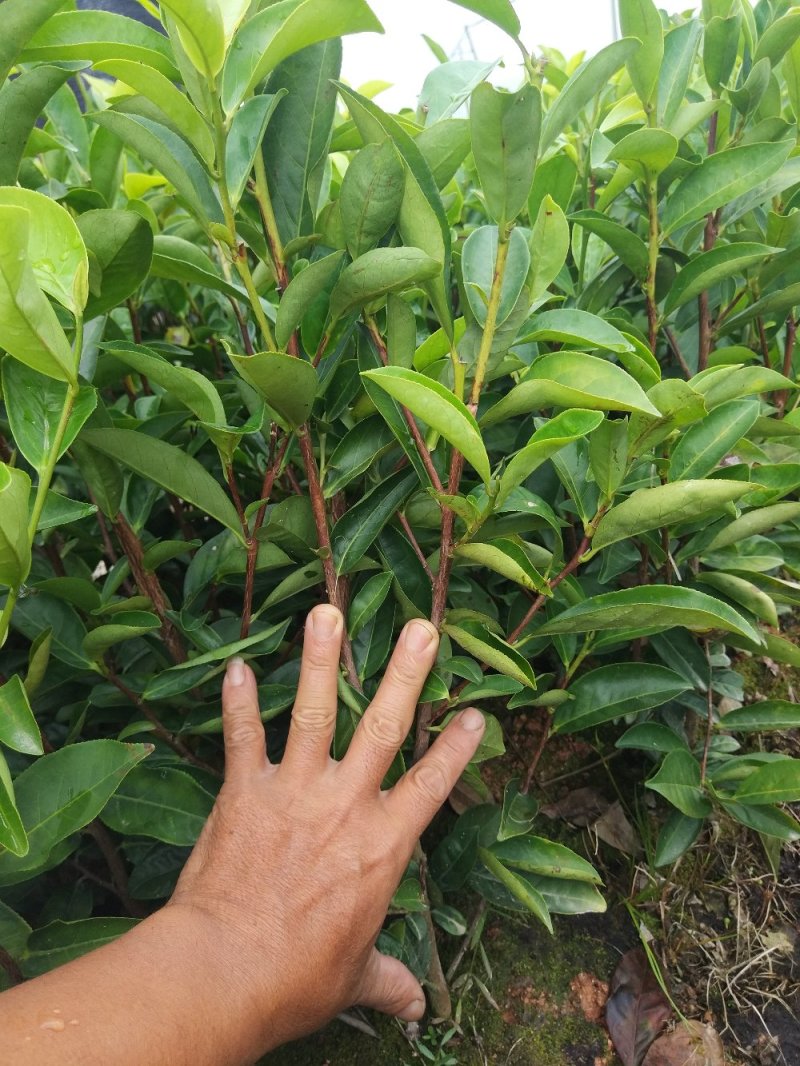 蜜兰香（白叶）鸭屎香单枞茶树苗
