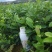 蜜兰香（白叶）鸭屎香单枞茶树苗