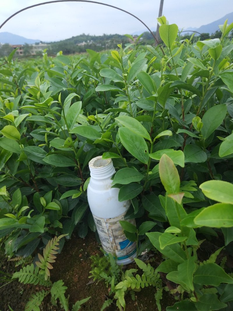 蜜兰香（白叶）鸭屎香单枞茶树苗