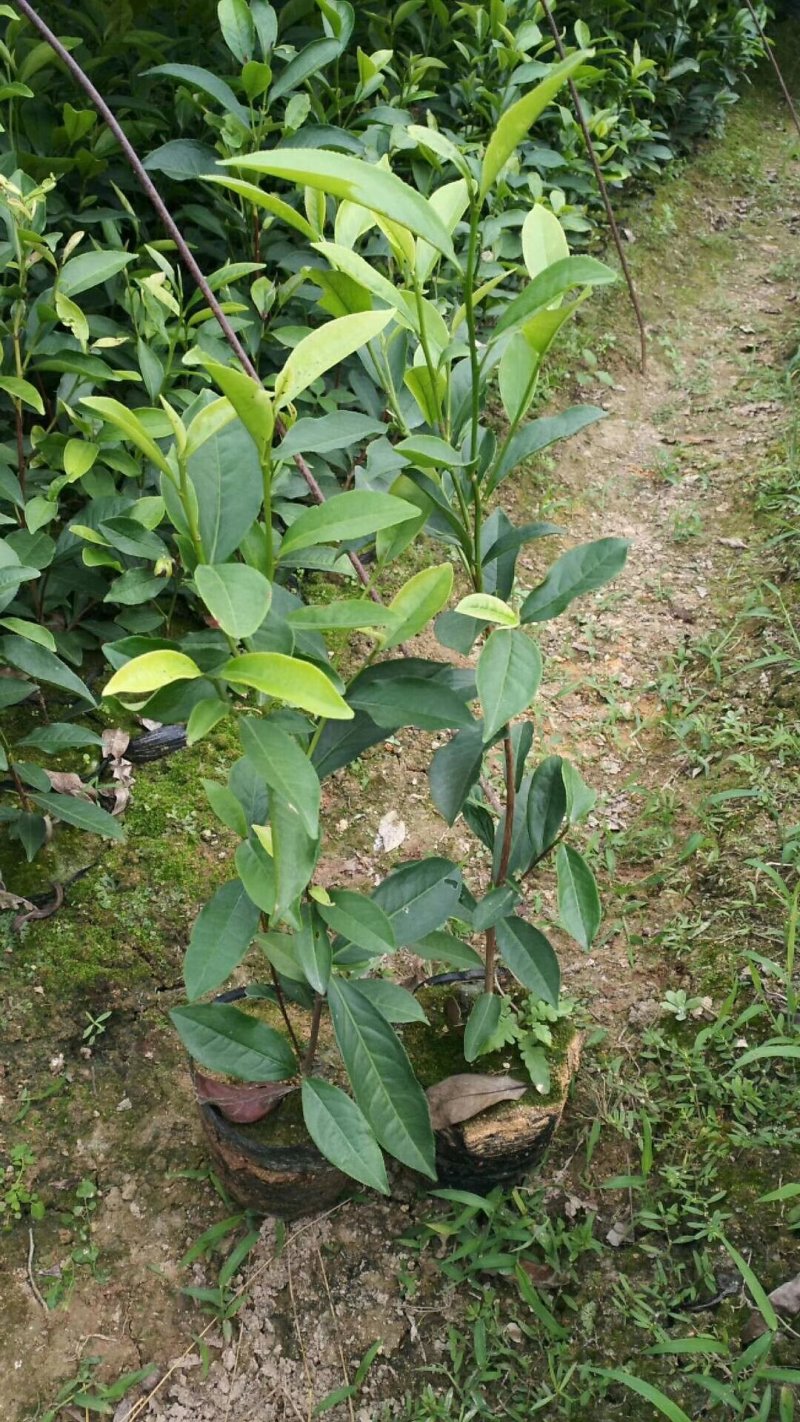蜜兰香（白叶）鸭屎香单枞茶树苗