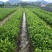 蜜兰香（白叶）鸭屎香单枞茶树苗