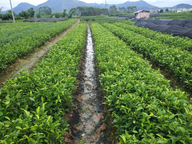 蜜兰香（白叶）鸭屎香单枞茶树苗