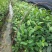 蜜兰香（白叶）鸭屎香单枞茶树苗