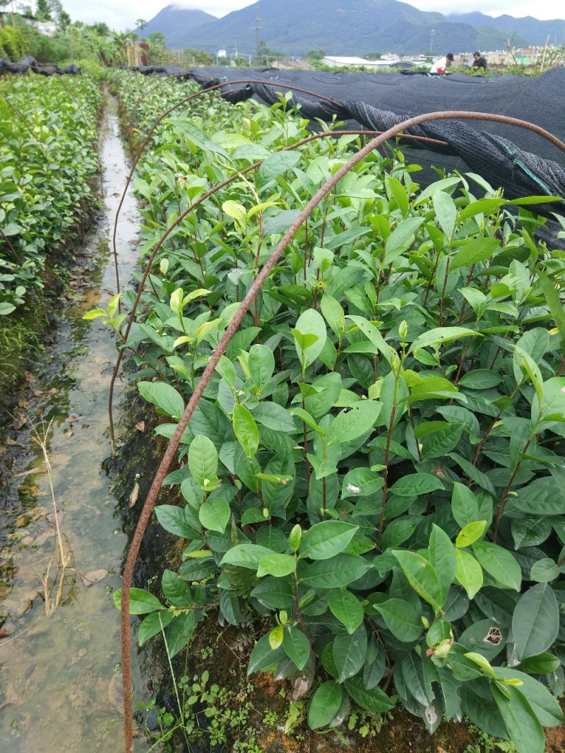 蜜兰香（白叶）鸭屎香单枞茶树苗