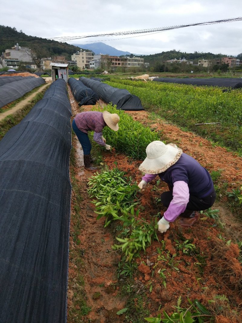 蜜兰香（白叶）鸭屎香单枞茶树苗