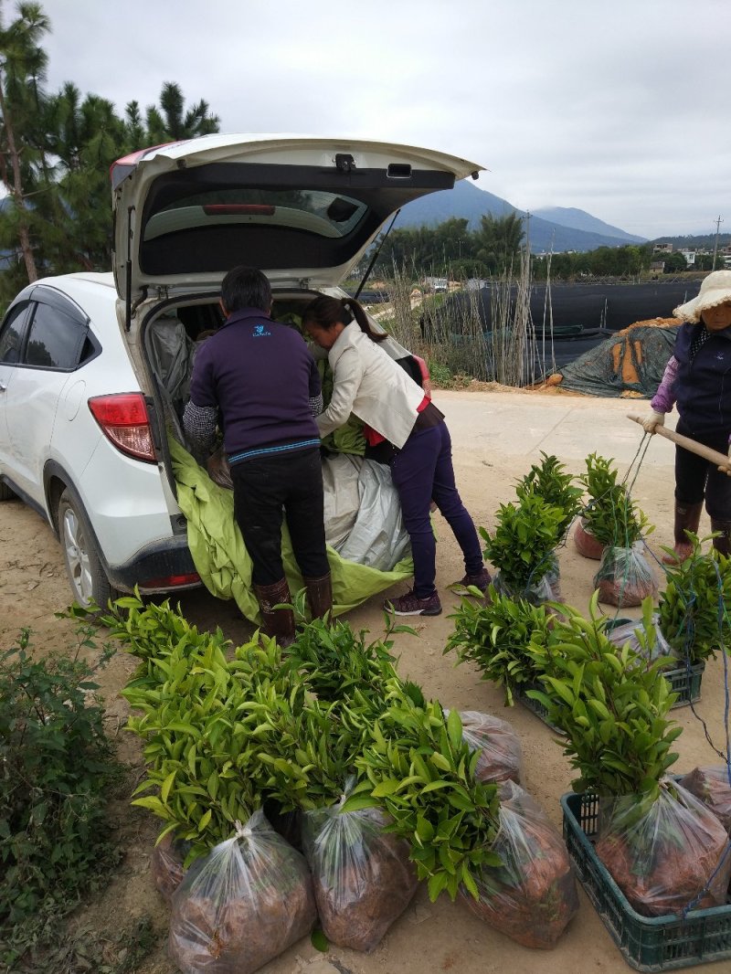 蜜兰香（白叶）鸭屎香单枞茶树苗