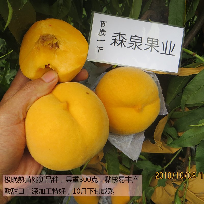 黄桃桃树苗批发提供技术支持