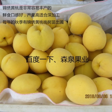 黄桃桃树苗批发提供技术支持