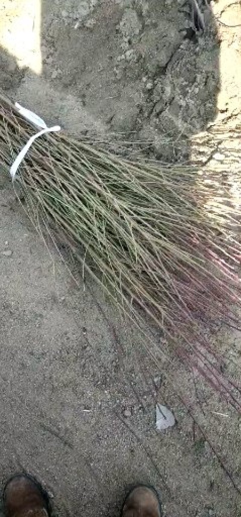 黄桃桃树苗批发提供技术支持