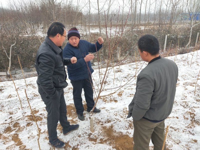 黄桃桃树苗批发提供技术支持