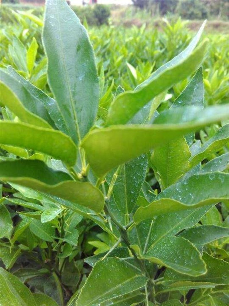 爱媛38号柑橘苗，甜度高，水分足，基地直供
