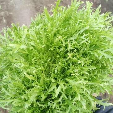 精品苦菊