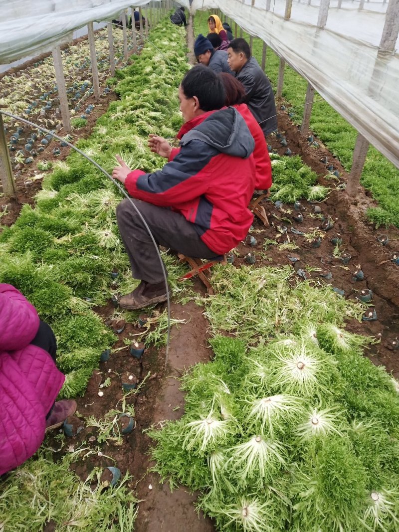 精品苦菊