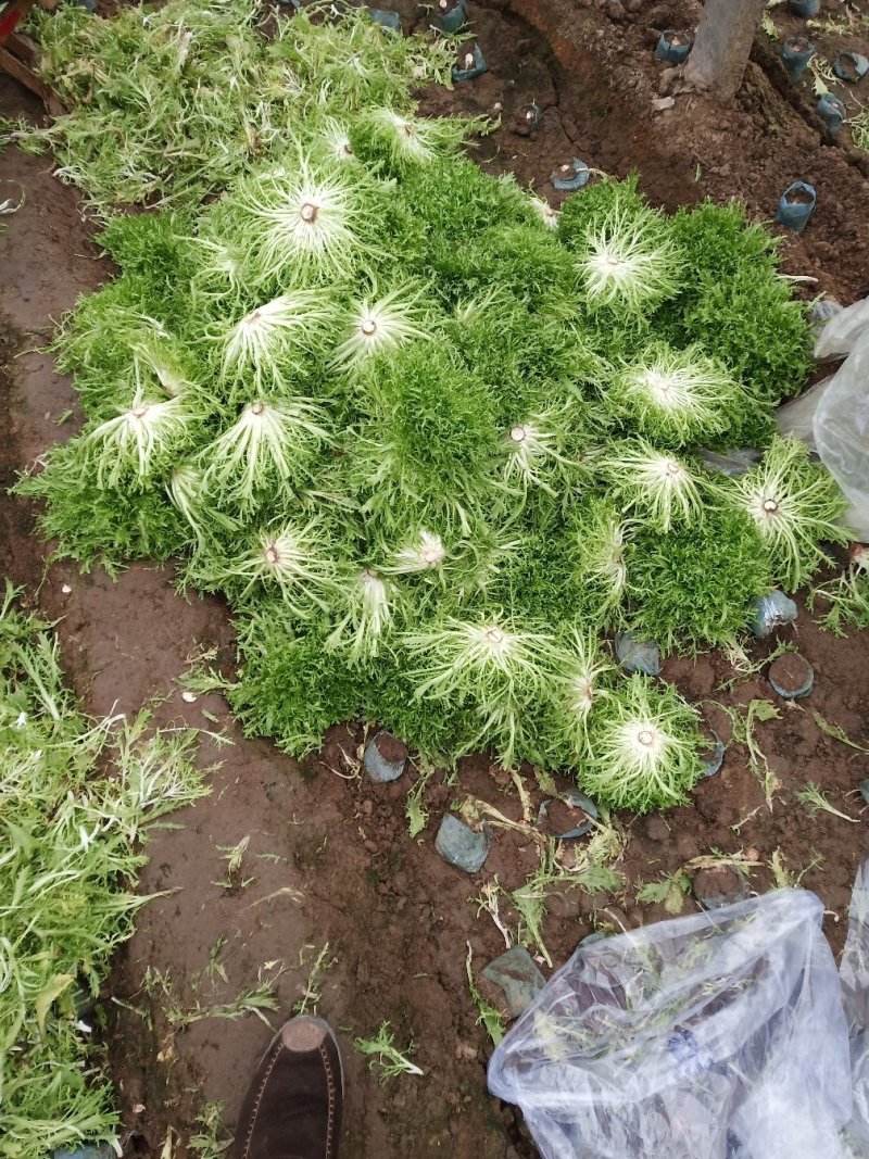 精品苦菊