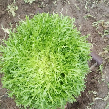 精品苦菊
