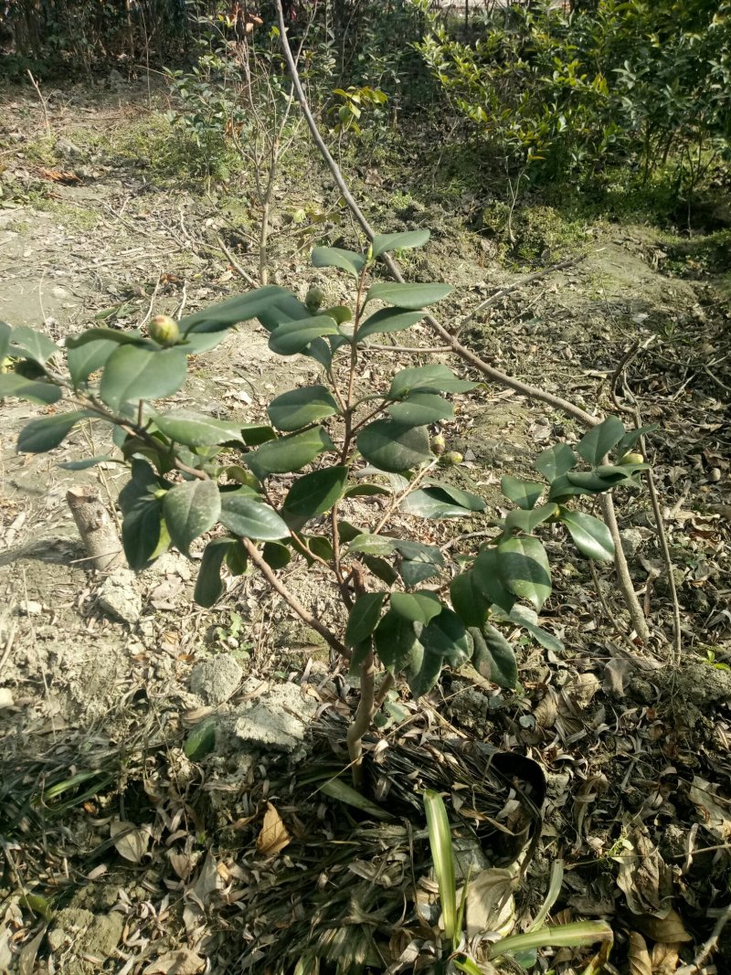 优良香茶