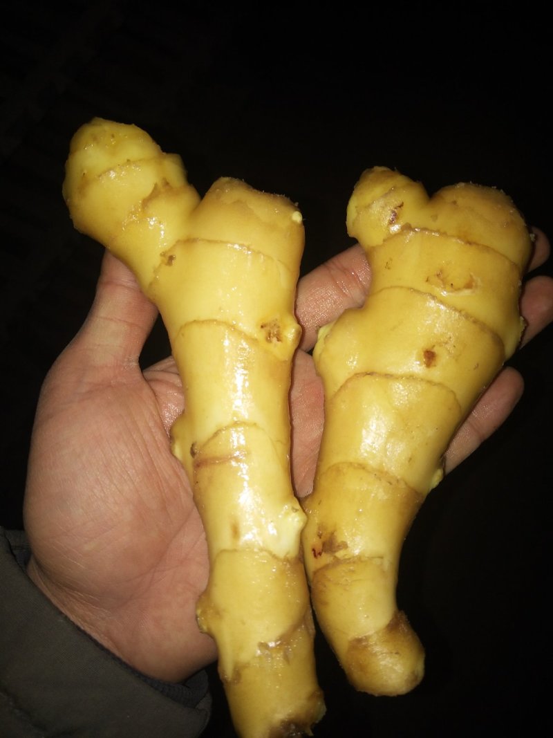 优质姜种崔芽中