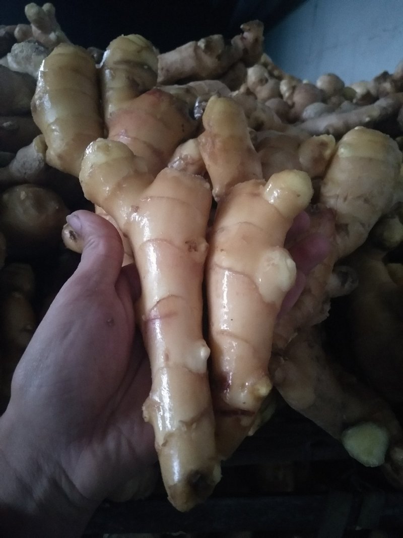 优质姜种崔芽中
