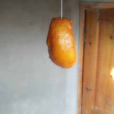 土鸡鸡宝，