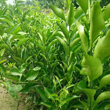 无籽沃柑