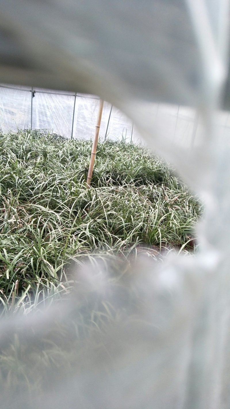 枸骨信阳董家河陈家苗圃常年诚信经营欢迎前来选购