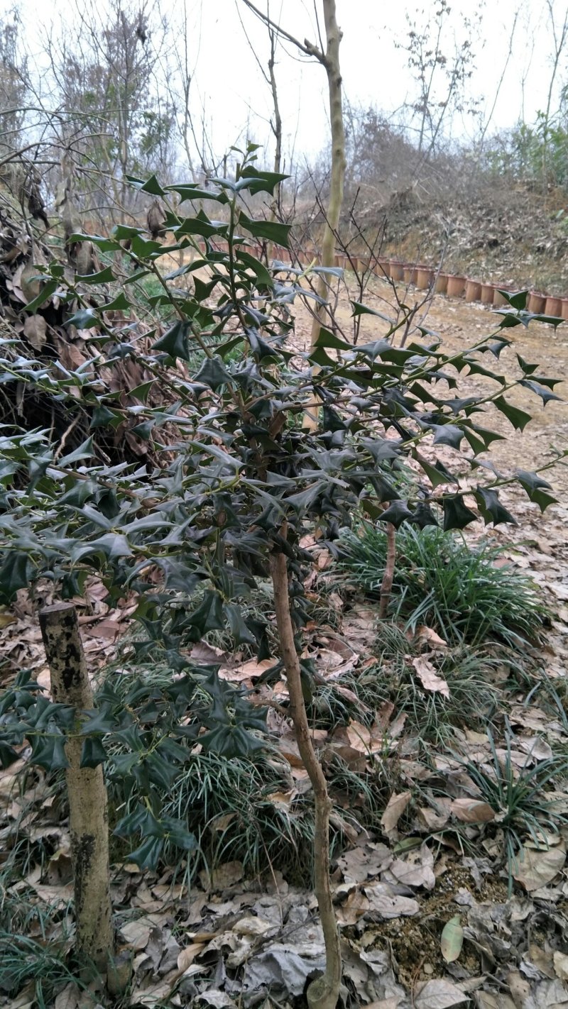枸骨信阳董家河陈家苗圃常年诚信经营欢迎前来选购