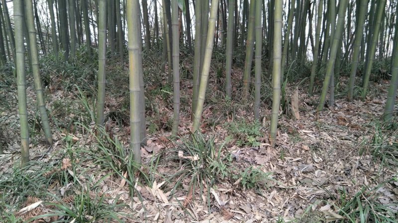 枸骨信阳董家河陈家苗圃常年诚信经营欢迎前来选购