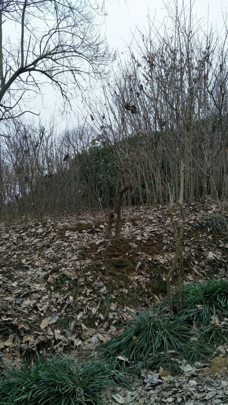 枸骨信阳董家河陈家苗圃常年诚信经营欢迎前来选购
