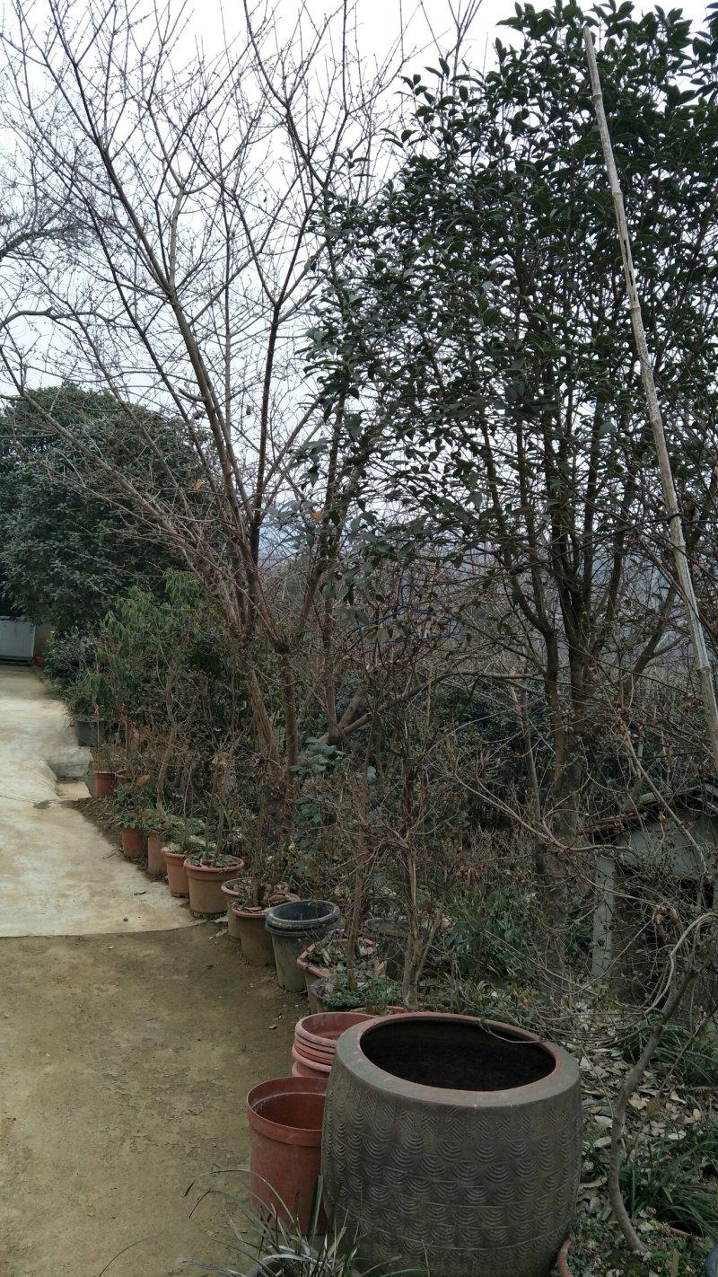 枸骨信阳董家河陈家苗圃常年诚信经营欢迎前来选购