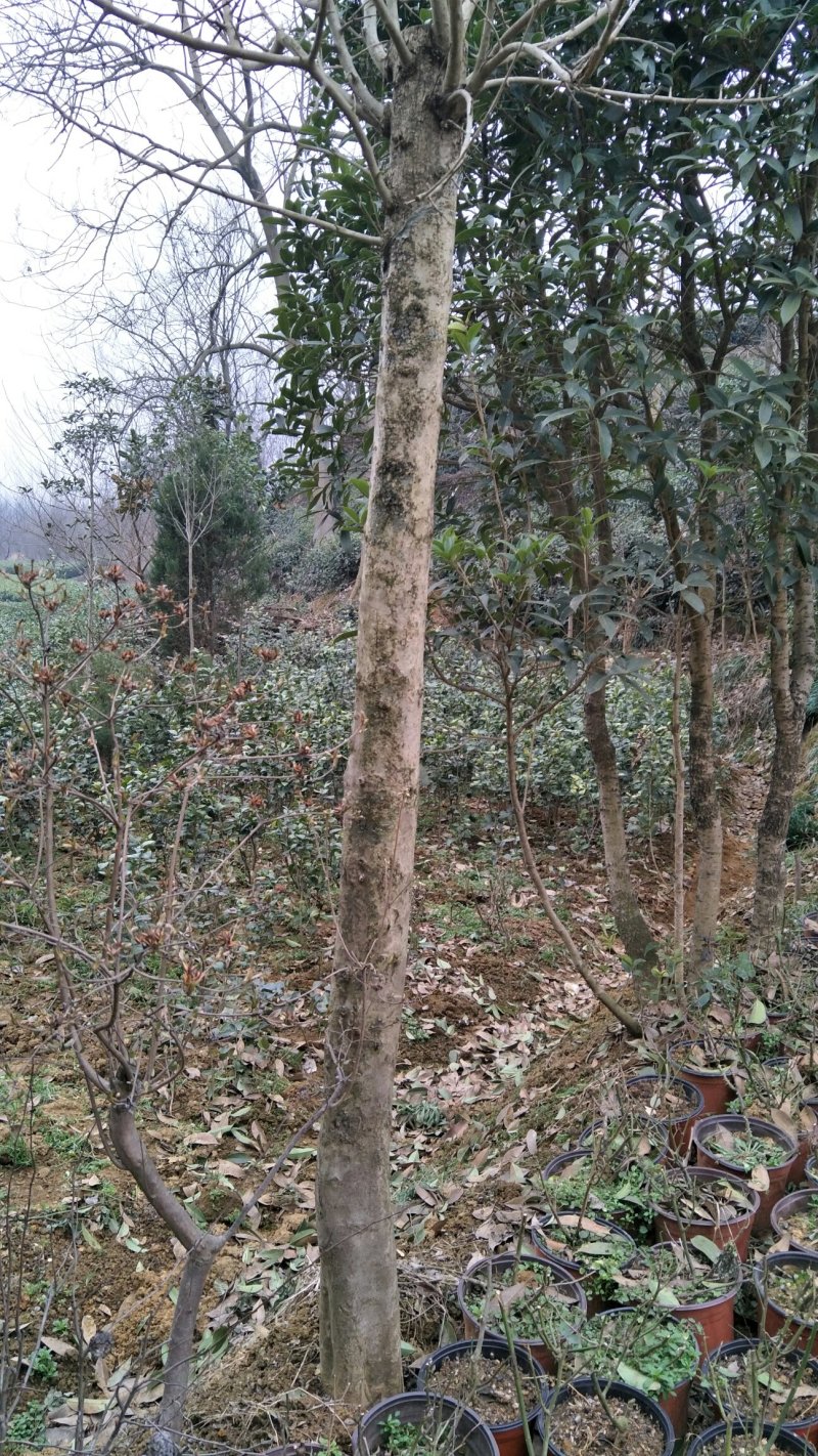 枸骨信阳董家河陈家苗圃常年诚信经营欢迎前来选购