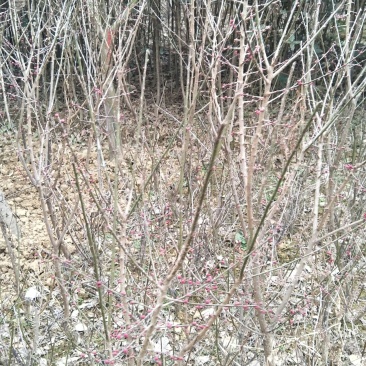 枸骨信阳董家河陈家苗圃常年诚信经营欢迎前来选购