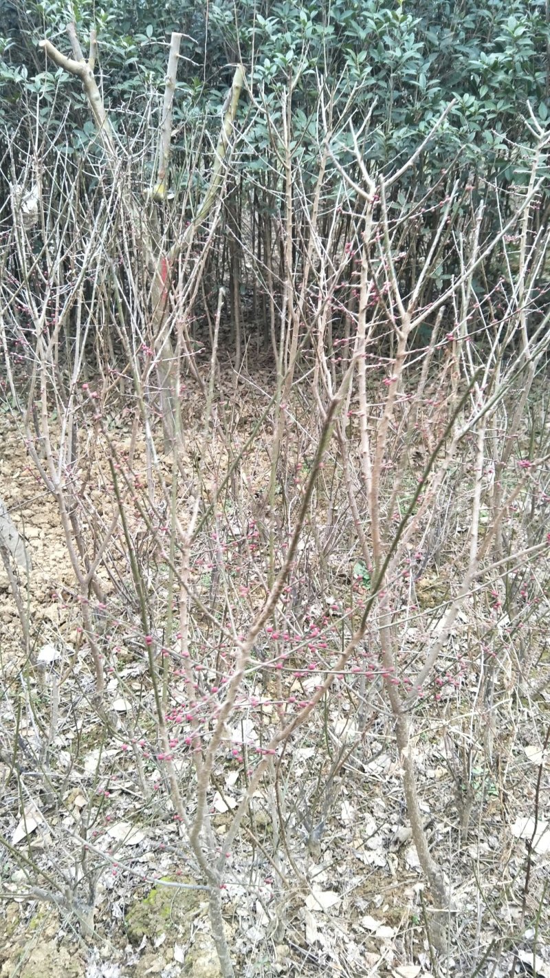 枸骨信阳董家河陈家苗圃常年诚信经营欢迎前来选购
