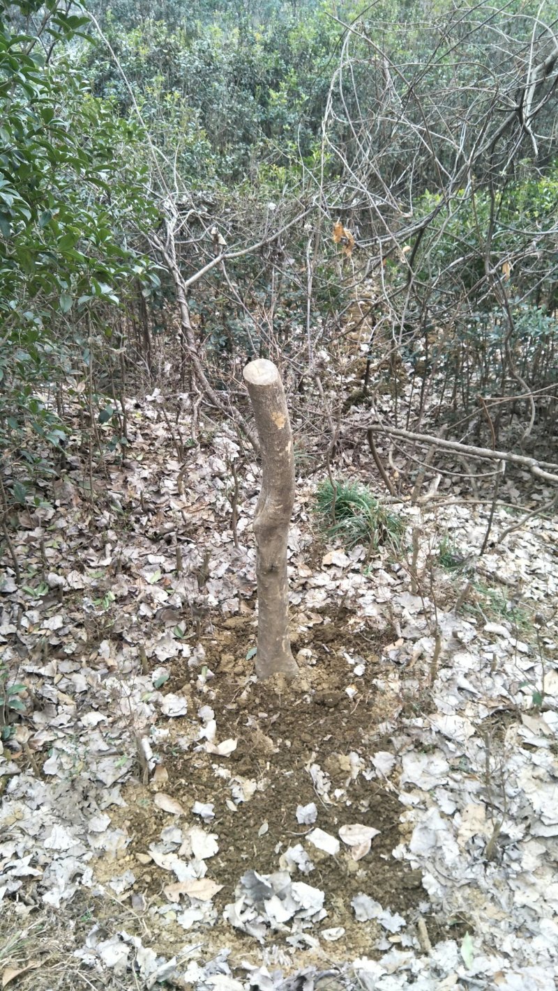 枸骨信阳董家河陈家苗圃常年诚信经营欢迎前来选购