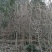 枸骨信阳董家河陈家苗圃常年诚信经营欢迎前来选购