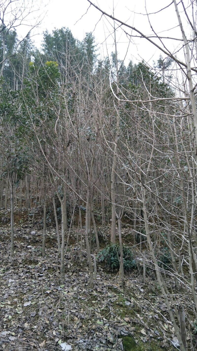 枸骨信阳董家河陈家苗圃常年诚信经营欢迎前来选购