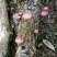 野生香茹