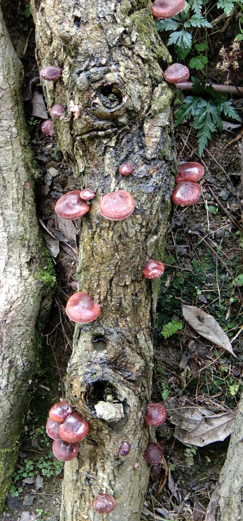 野生香茹
