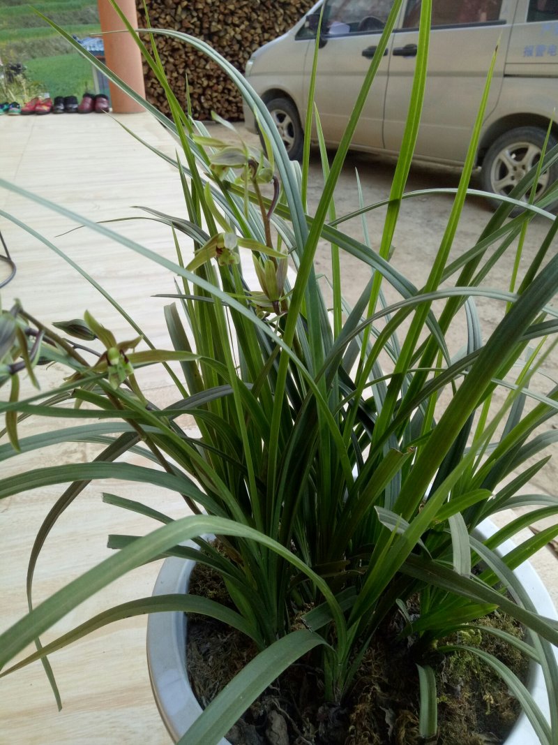 香花绿兰