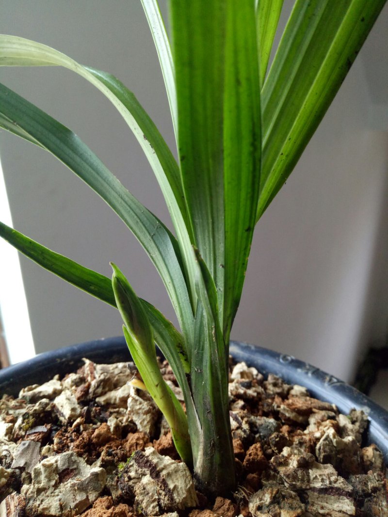 香花绿兰