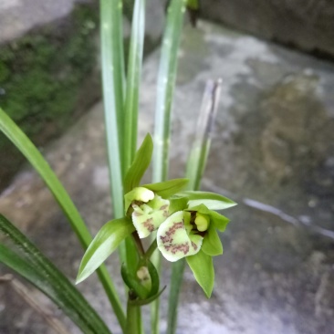 香花绿兰