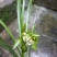 香花绿兰