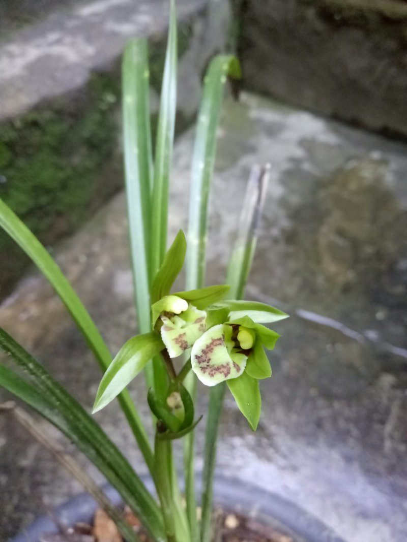 香花绿兰