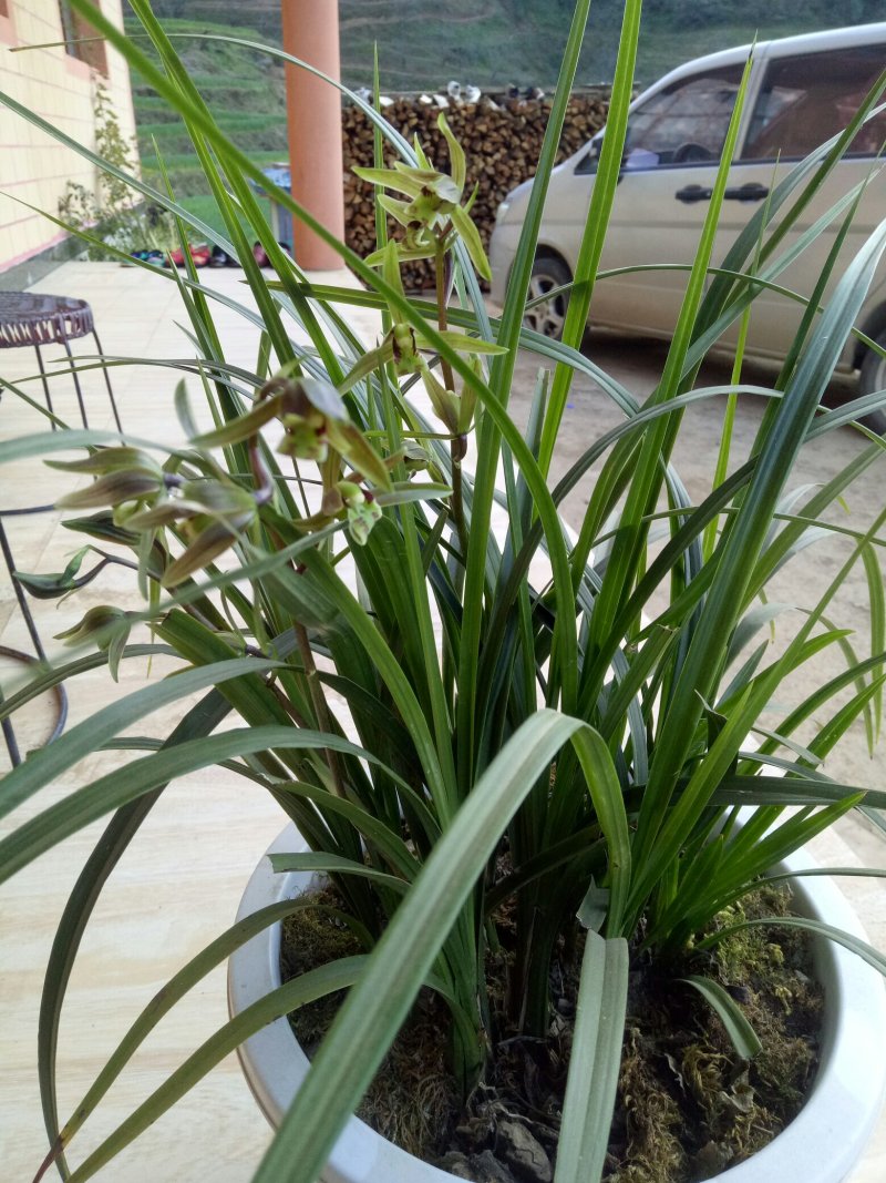 香花绿兰