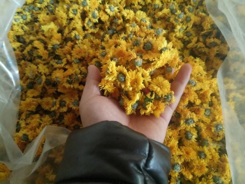 婺源黄菊