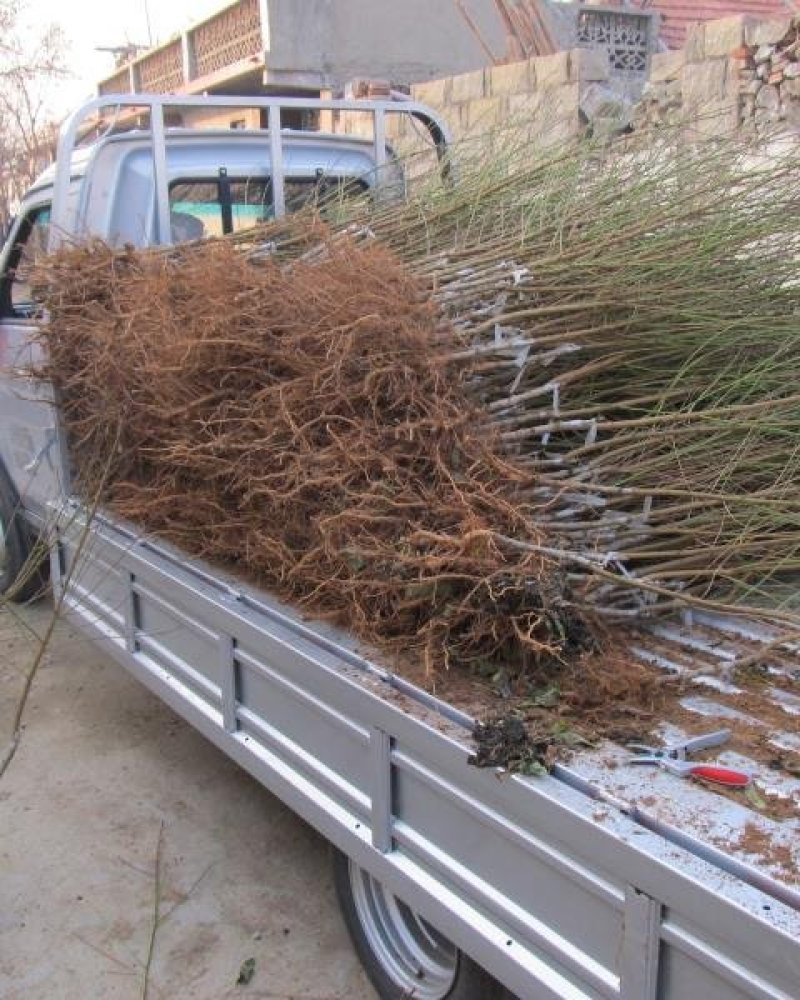 黄桃苗锦绣黄桃苗南北方种植上海老黄金罐头黄桃商品黄桃各种